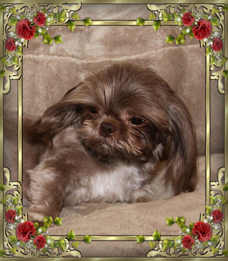 Candy - We have Chinese Imperial Shih Tzu tiny puppies for sale